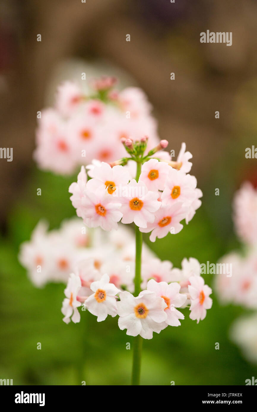 Primula Japonica "Apple Blossom" Stock Photo