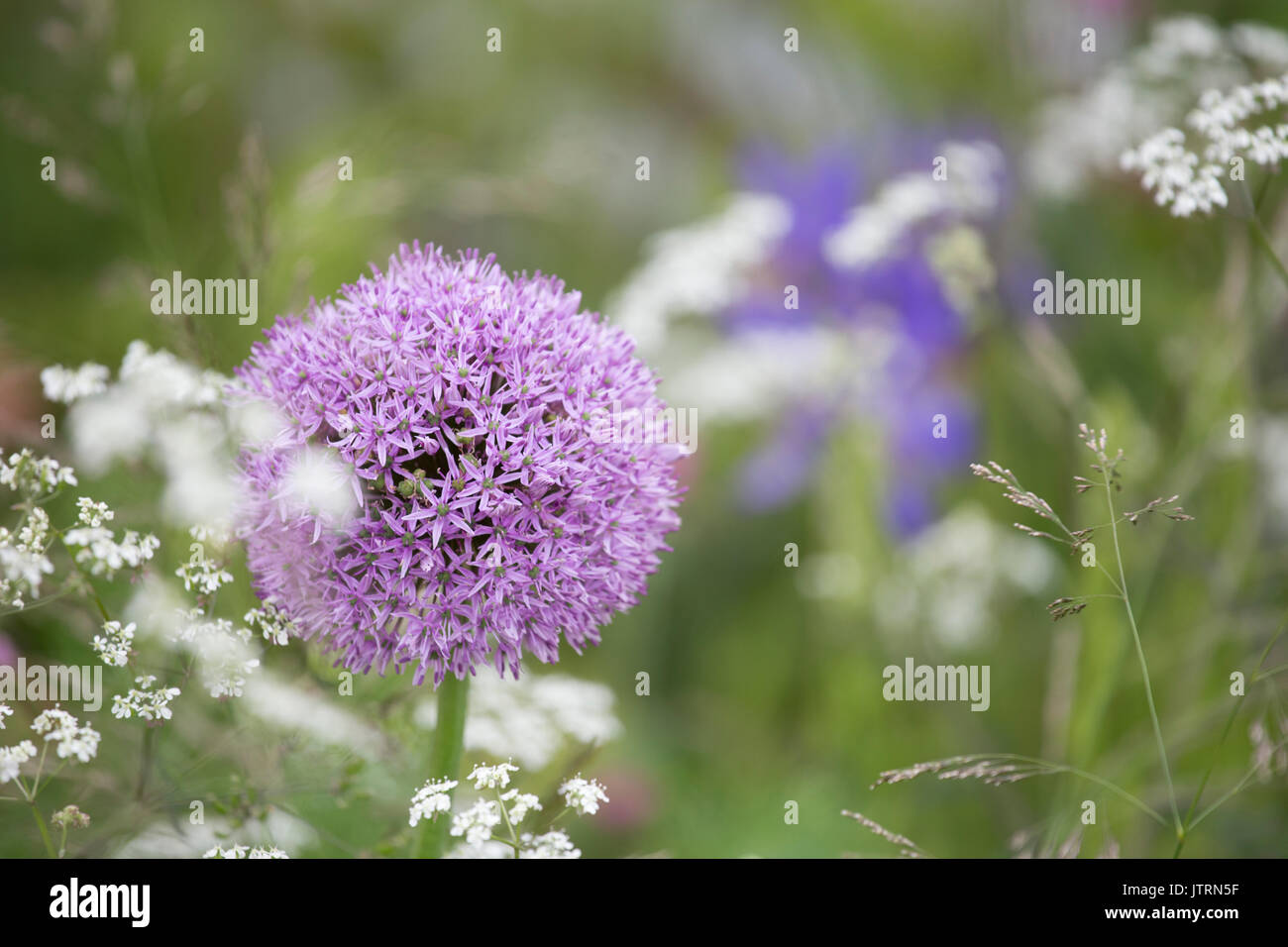Cottage garden border uk hi-res stock photography and images - Alamy