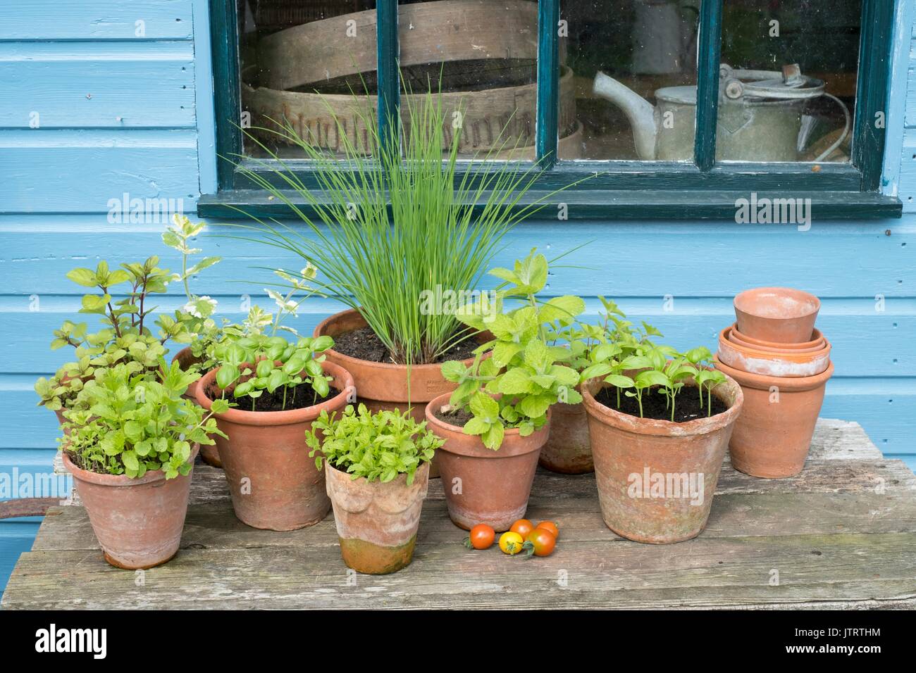 Terracotta pots of herbs outside garden shed window. Stock Photo