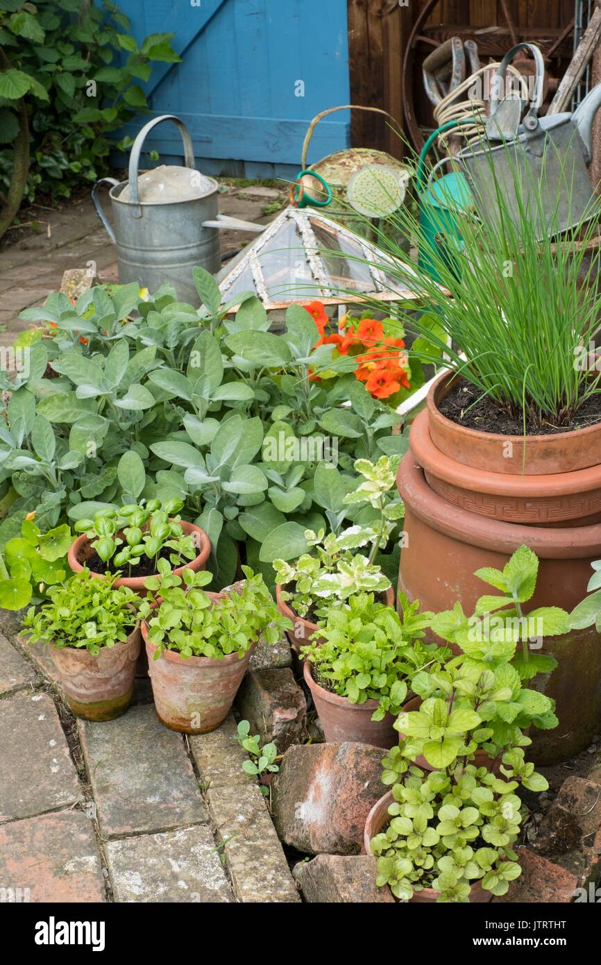 Garden corner with terracotta pots of herbs. Stock Photo