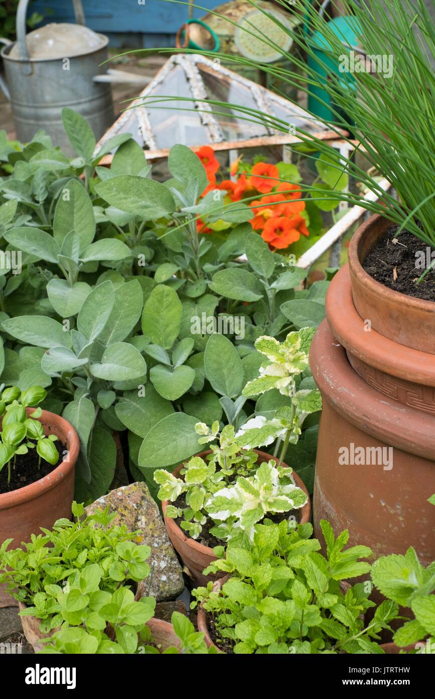 Garden corner with terracotta pots of herbs. Stock Photo