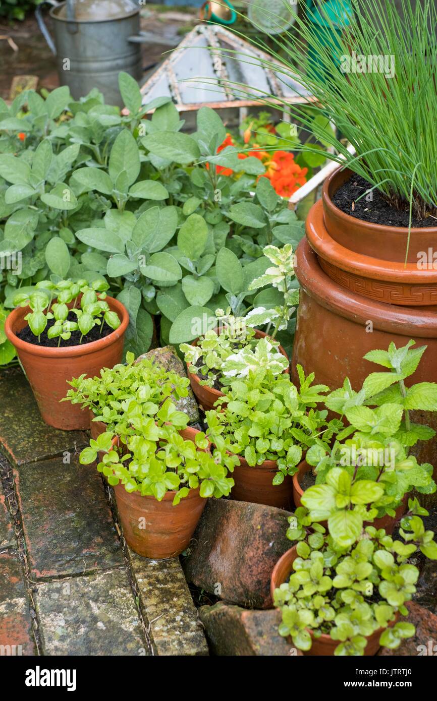 Garden corner with terracotta pots of herbs. Stock Photo