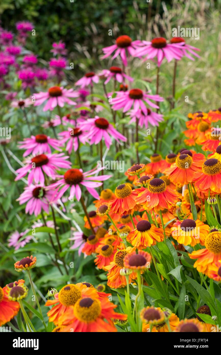 Informal country cottage garden with,  Echinacea purpurea 'Lustre Hybrids' Helenium 'Sahin's Early Flowerer' - sneezeweed. Stock Photo