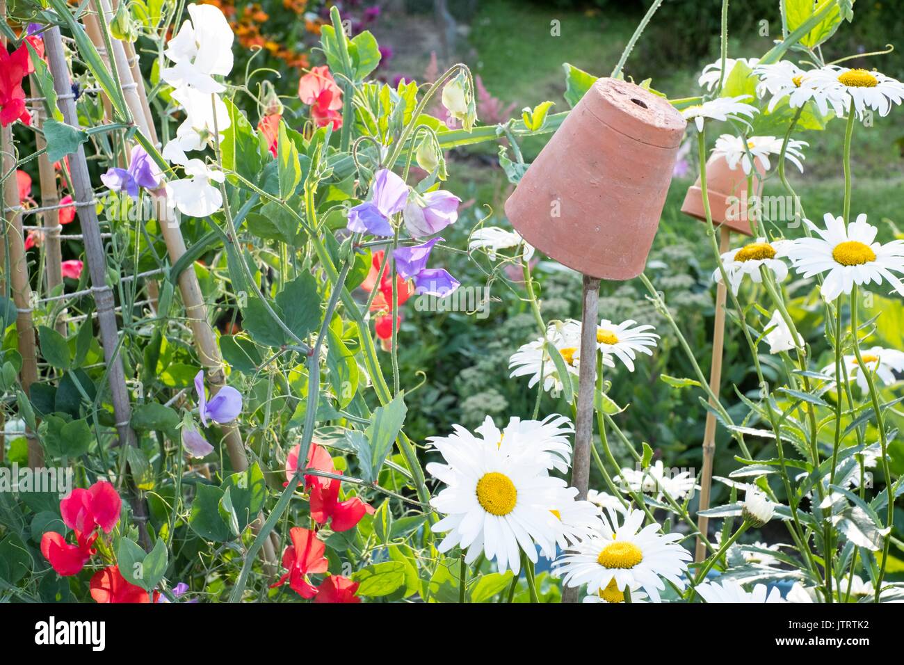 Country garden with sweet peas, 'sweet chariot' and shasta daisies Stock Photo Alamy