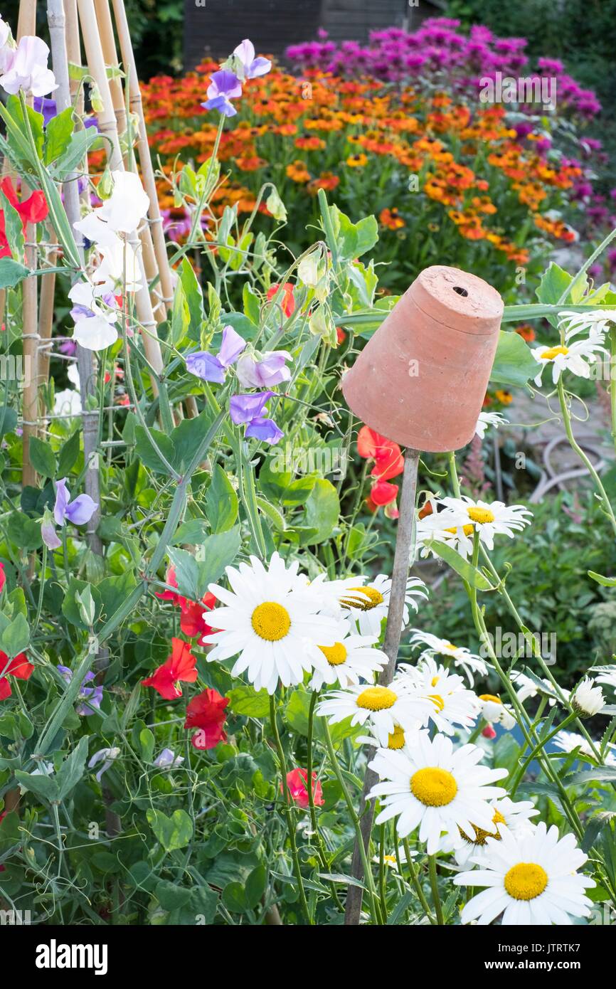 Country garden with sweet peas, 'sweet chariot' and shasta daisies Stock Photo Alamy