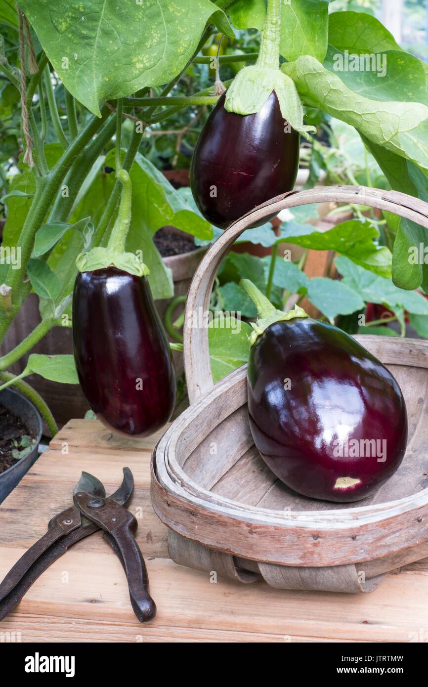 Home grown Aubergine in greenhouse Stock Photo