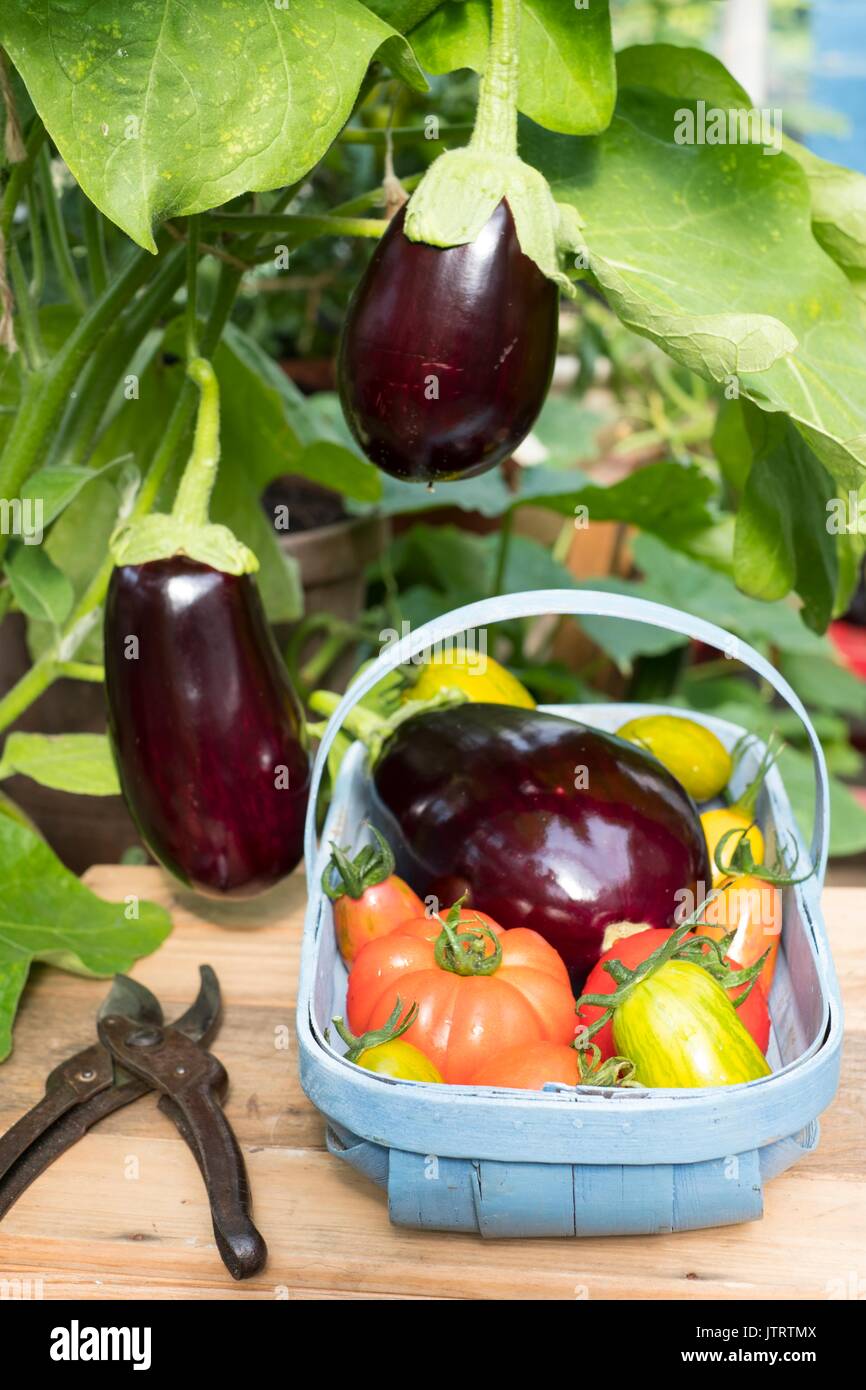 Eggplant (Solanum melongena); aubergine; F1 Hybrid; in trug with tomatoes Stock Photo