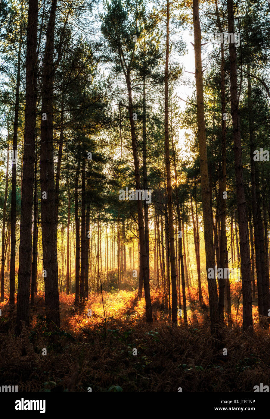 Trees in Delamere Forest Stock Photo Alamy
