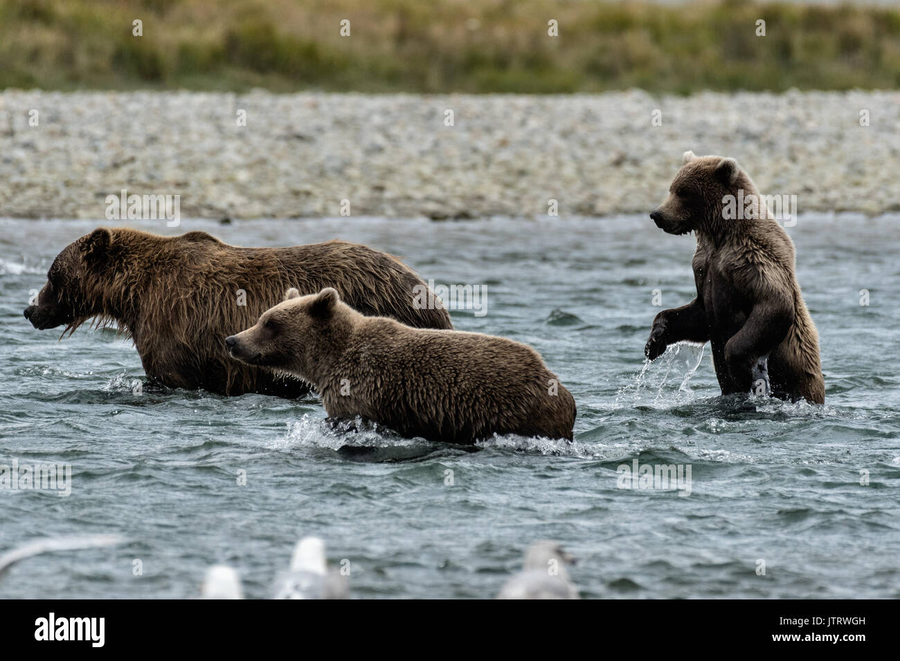 A brown bear yearling cub stands up in the water while hunting for ...