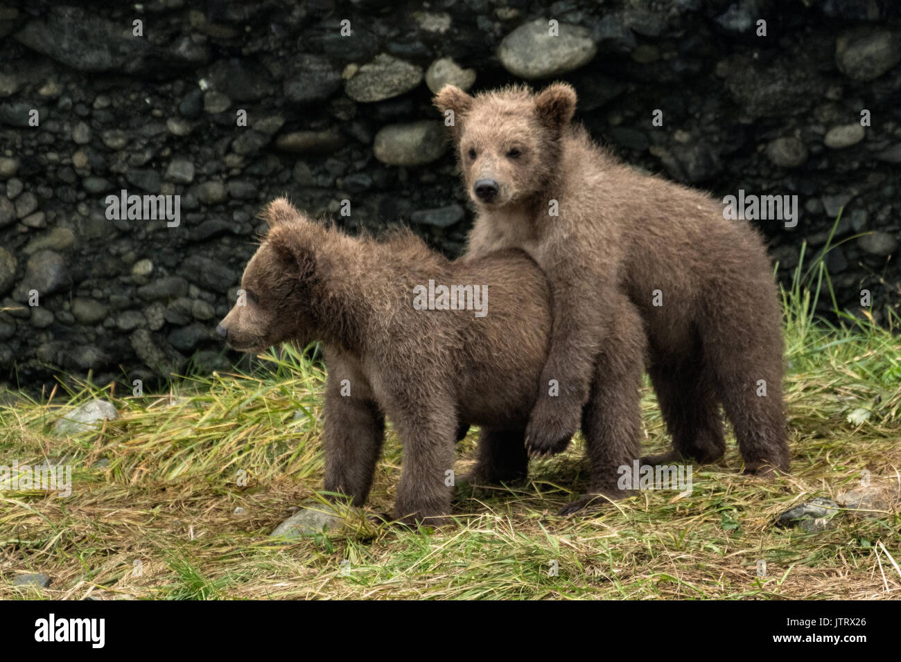 Brown bear cubs cuddle together at the McNeil River State Game Sanctuary on the Kenai Peninsula, Alaska. The remote site is accessed only with a special permit and is the world’s largest seasonal population of brown bears in their natural environment. Stock Photo