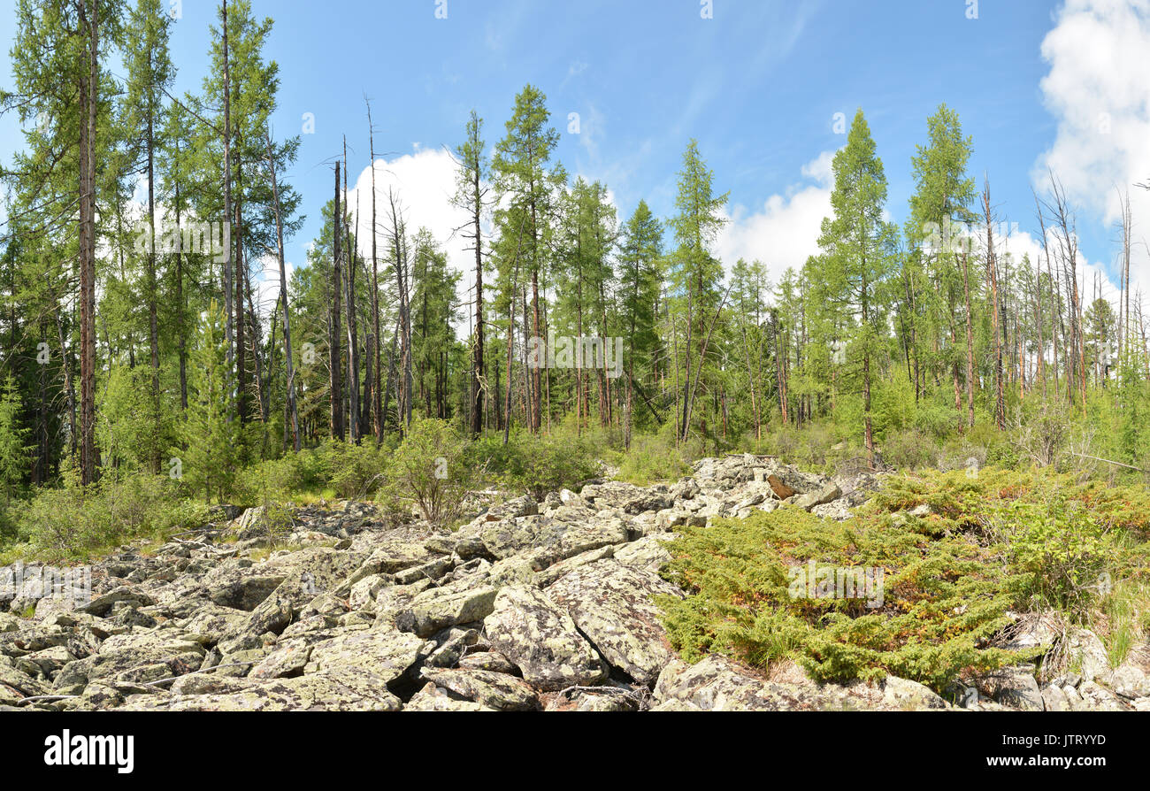 Tundra and boreal forest hi-res stock photography and images - Alamy