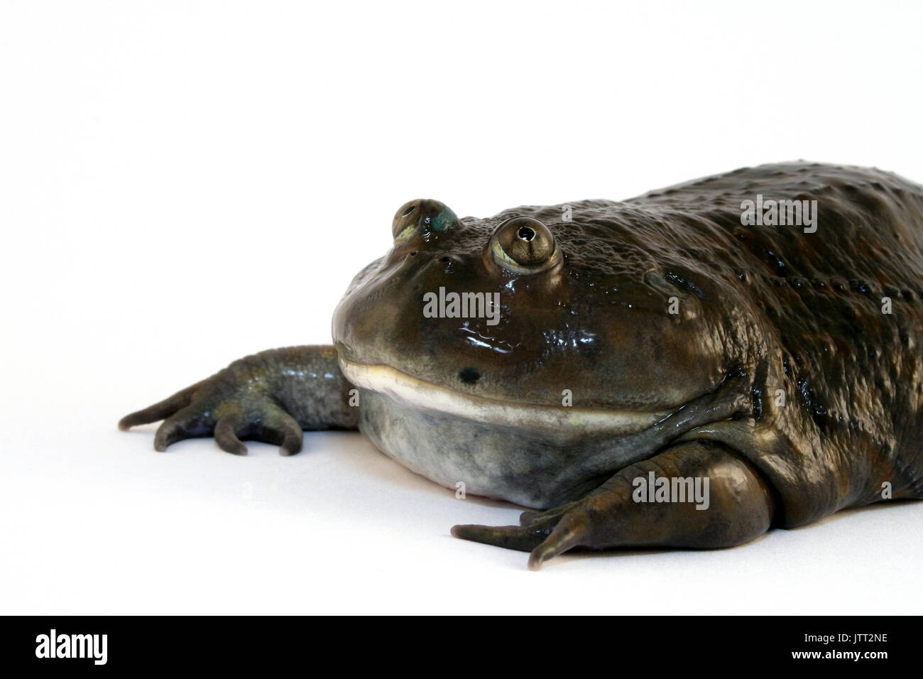Budgett's Frog, Lepidobatrachus laevis, Head shot of adult male on White Background, origin Paraguay, Captive Stock Photo
