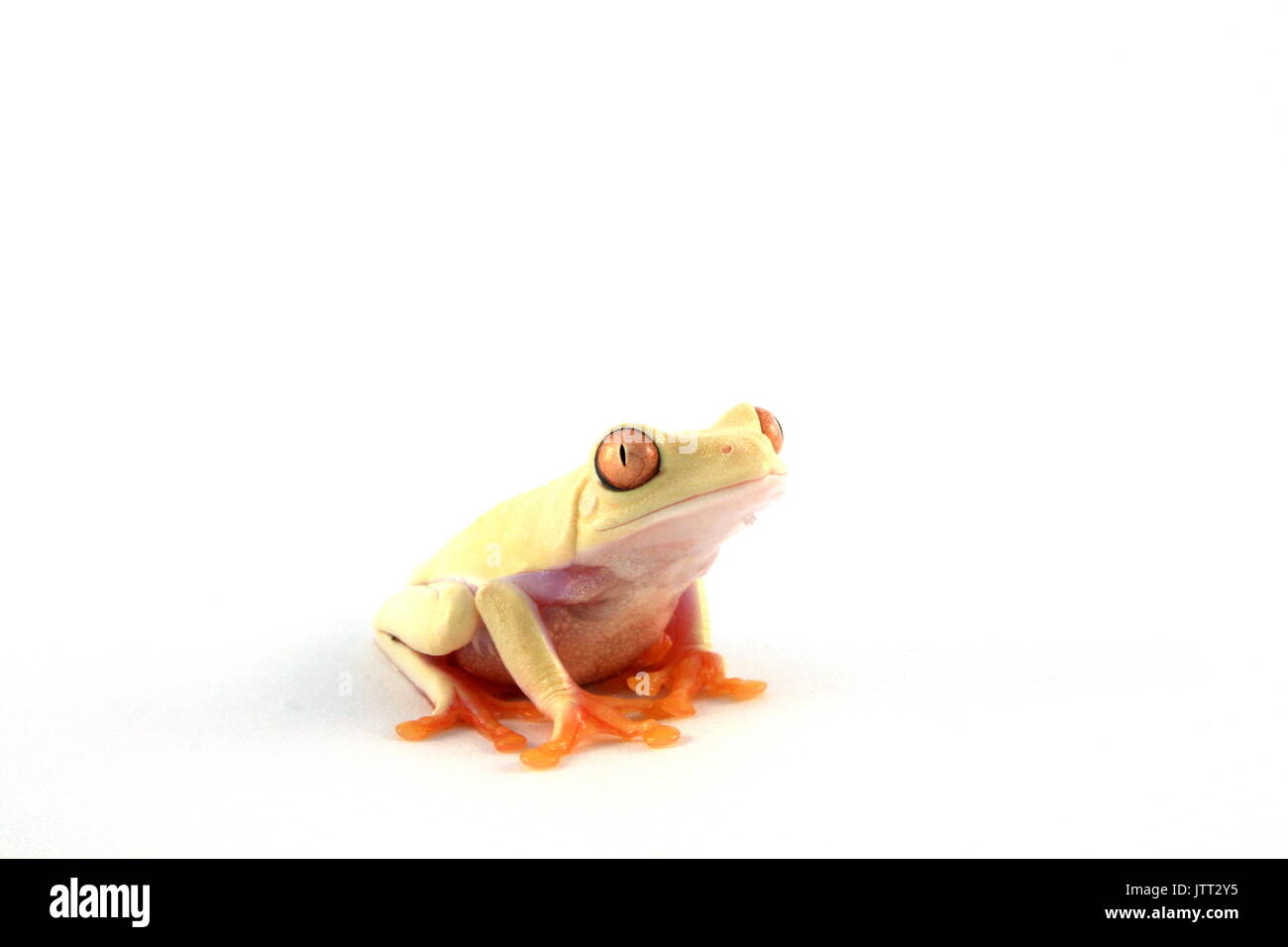 Albino Red-eyed Treefrog, Agalychnis callidryas, adult red eyed tree frog mutant colour morph on white background, Central American Leaf Frog, Captive Stock Photo