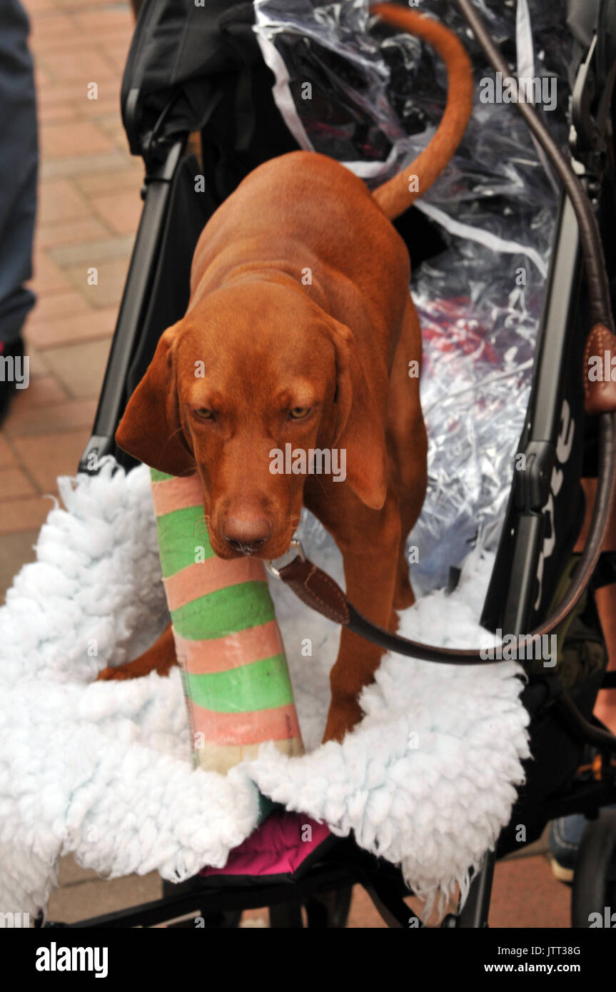 How To Put A Cast On A Dog Leg