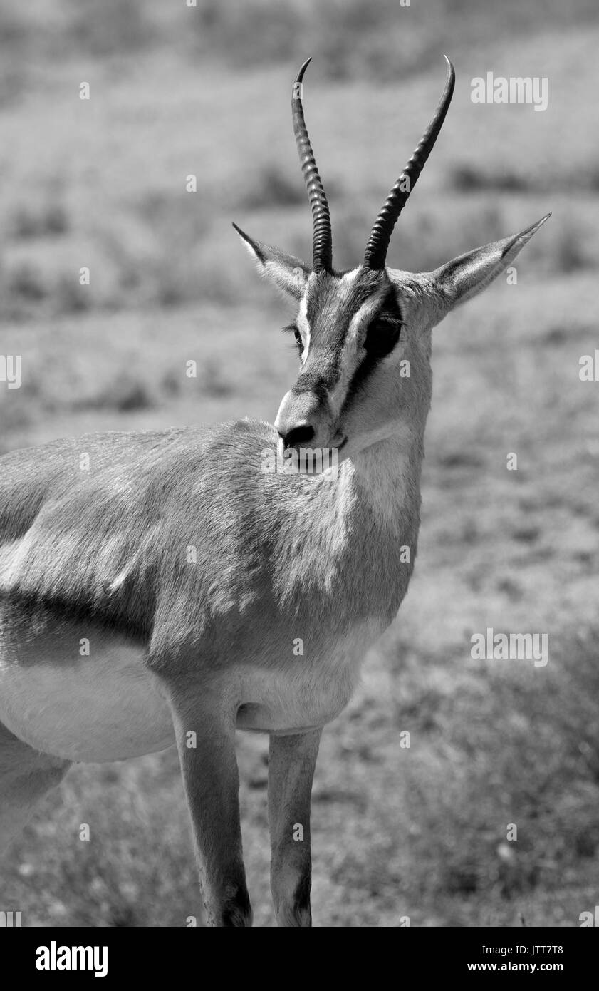 Thomson's Gazelle Tail High Resolution Stock Photography and Images - Alamy