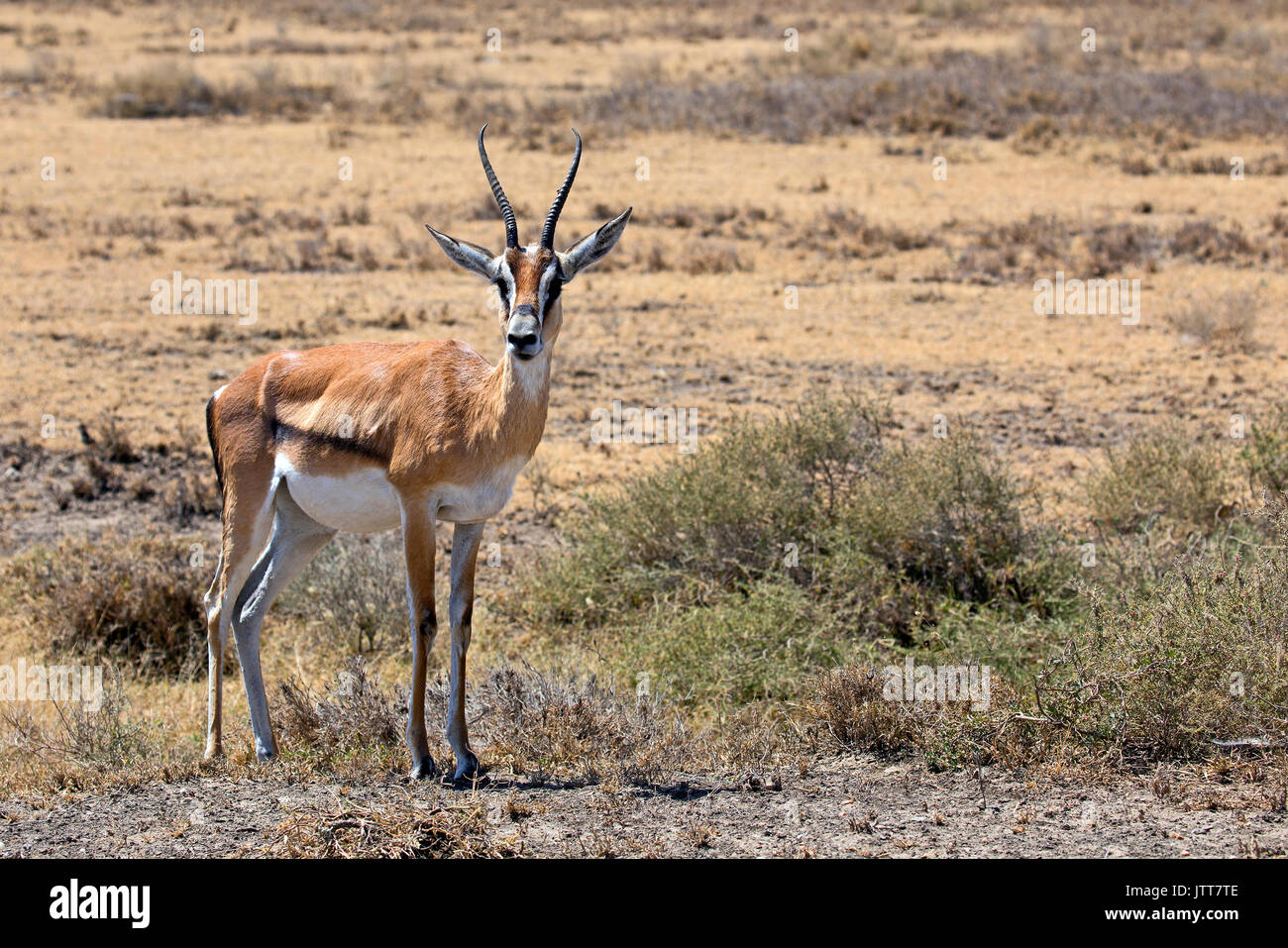 Thomson's gazelle tail hi-res stock photography and images - Alamy