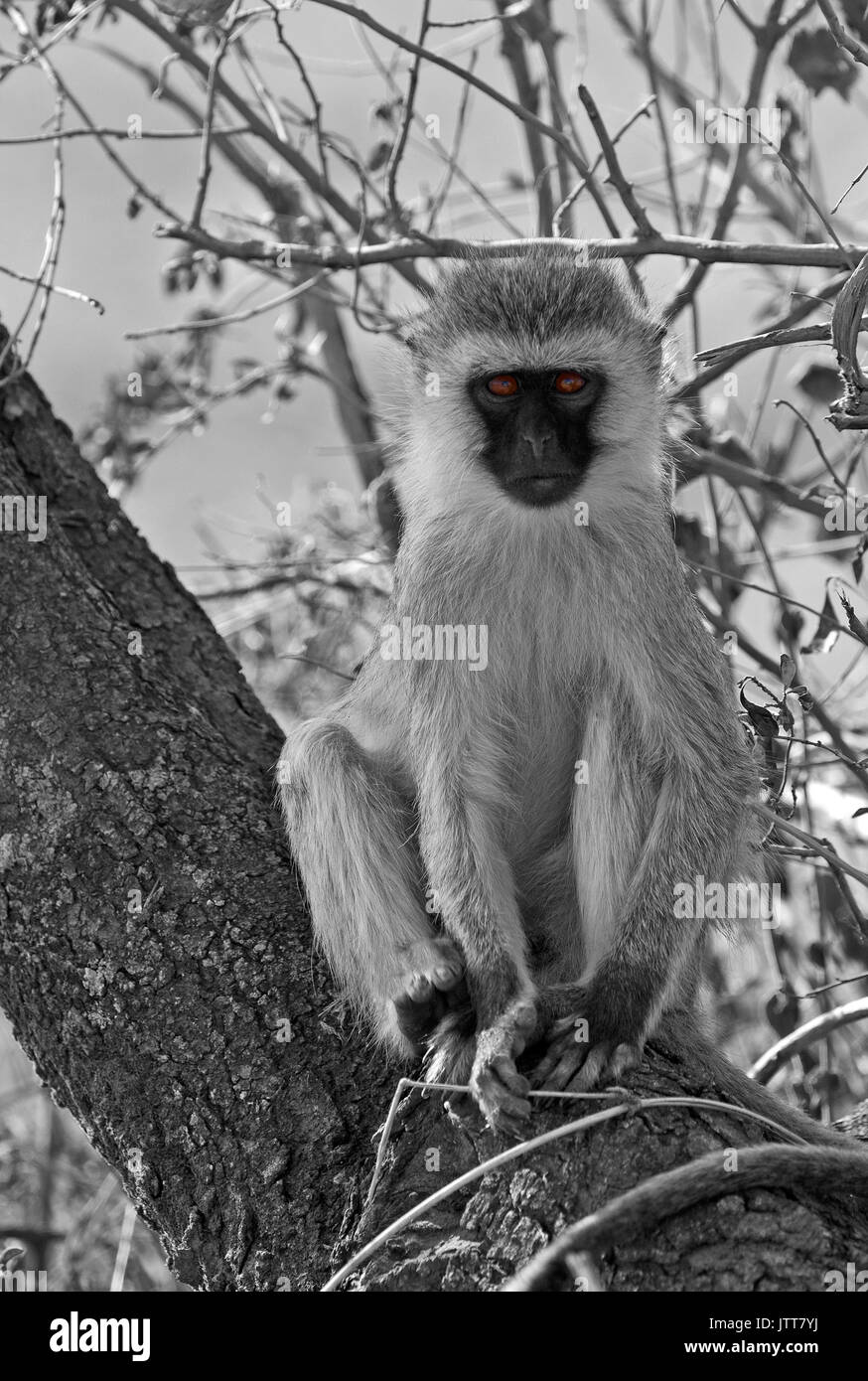 Black and white vervet monkey on a branch Stock Photo