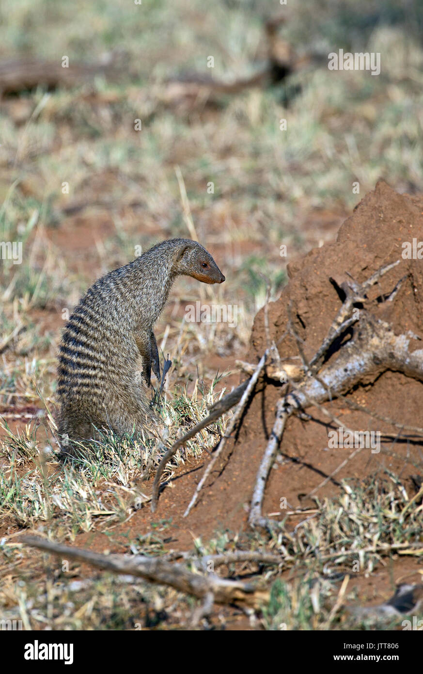 Wild mongoose taken in african safari Stock Photo