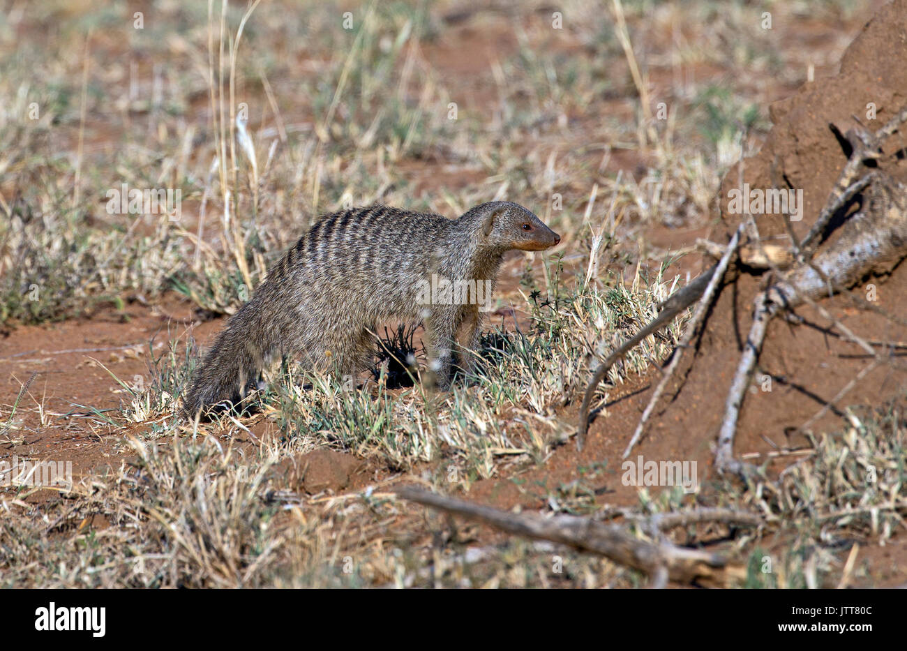 Wild mongoose taken in african safari Stock Photo