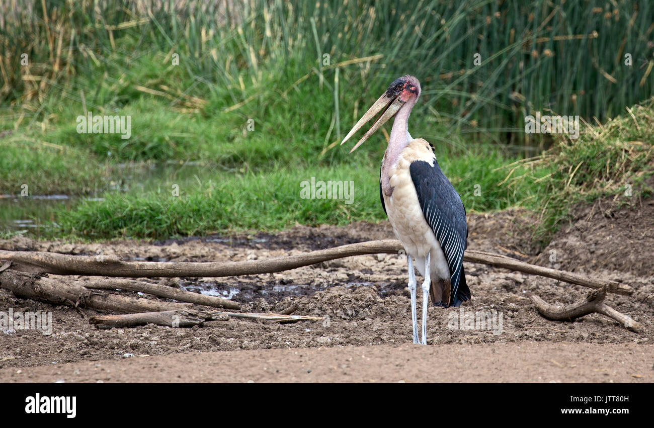 Marabou stork take in Serengeti national park Stock Photo
