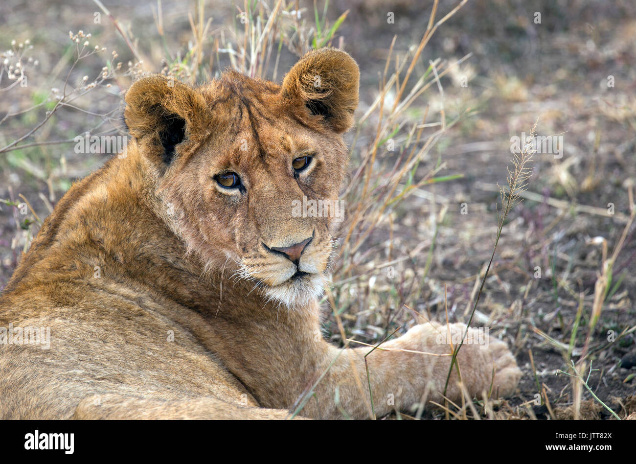 Lion head side profile hi-res stock photography and images - Alamy