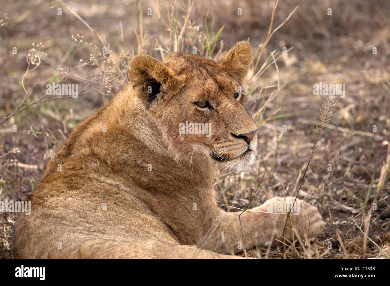 Lion head side profile hi-res stock photography and images - Alamy