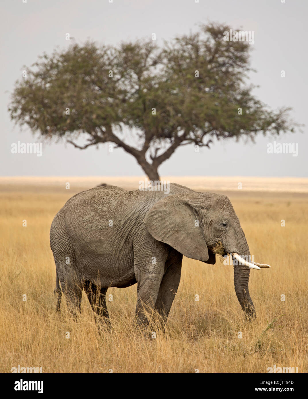 Elephant and tree from east Africa Stock Photo