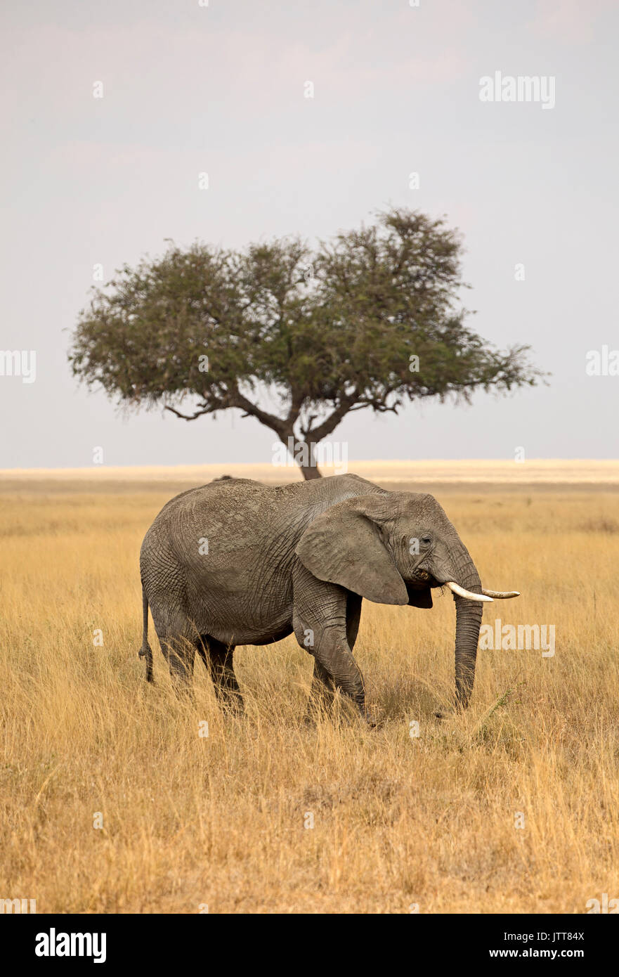 Elephant and tree from east Africa Stock Photo
