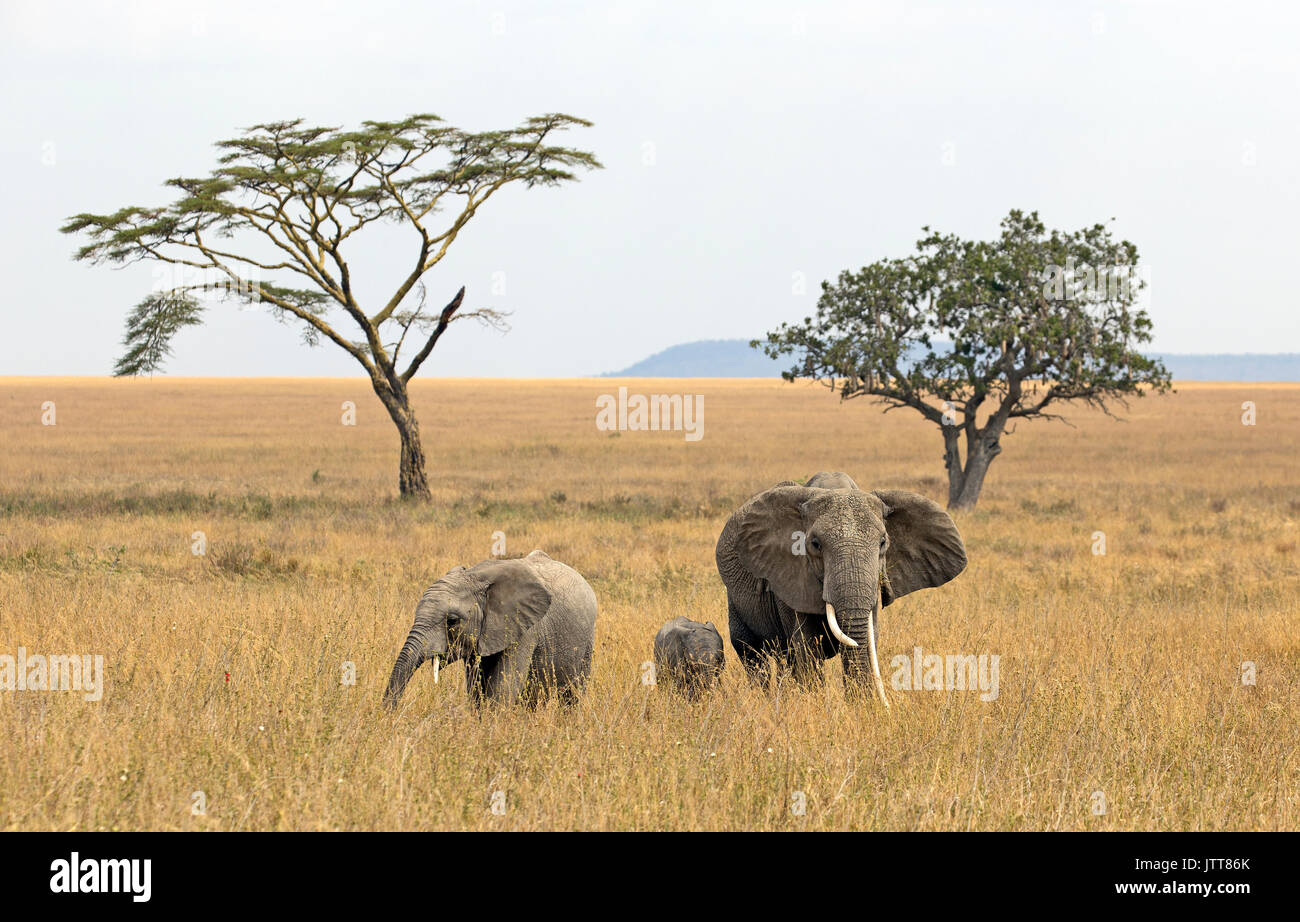 Group of elephants in Serengeti national park, east Africa Stock Photo