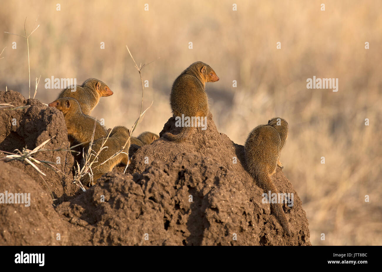 Little mongoose newborn on a pile of earth Stock Photo