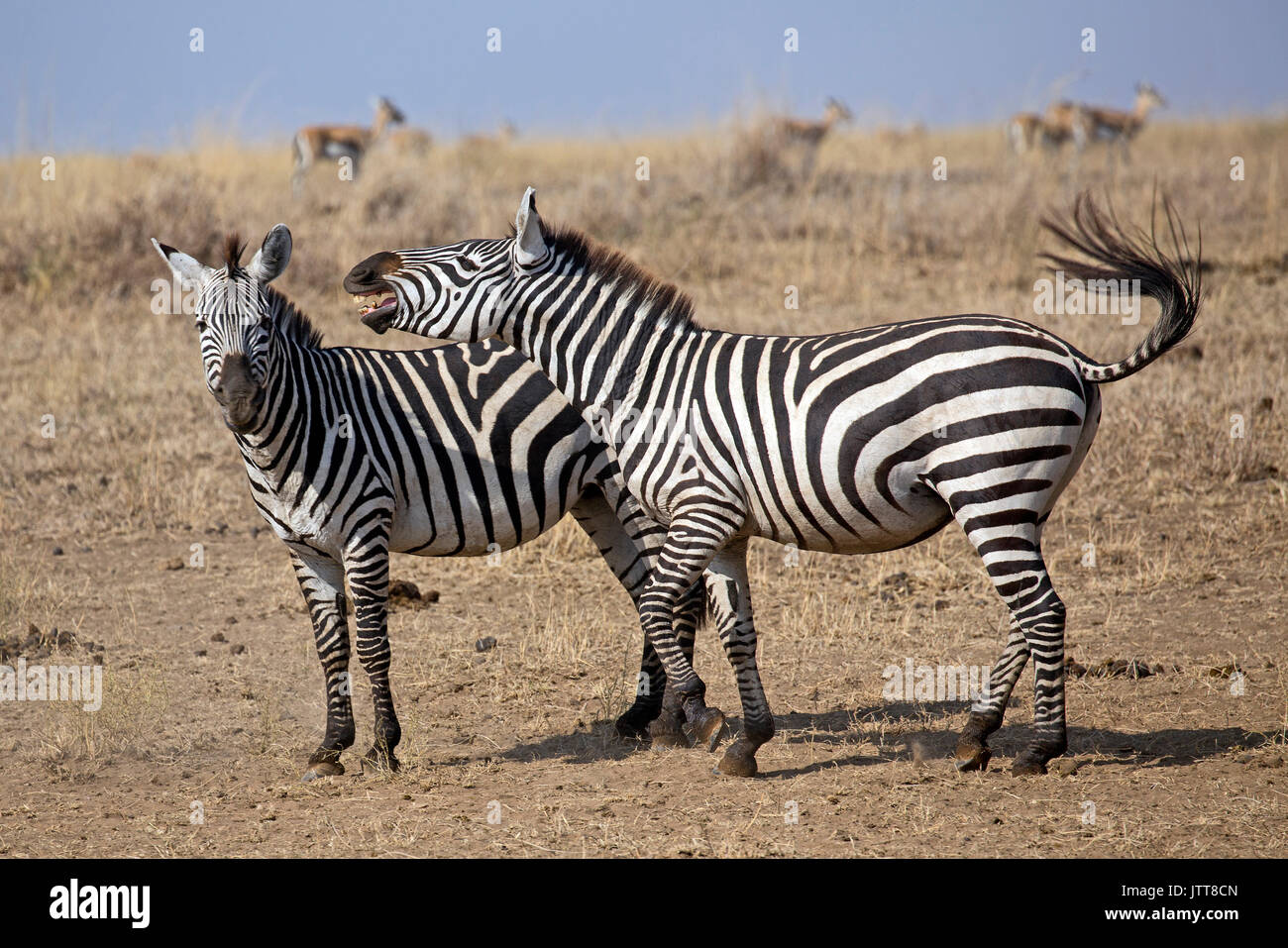 Group of zebras Stock Photo