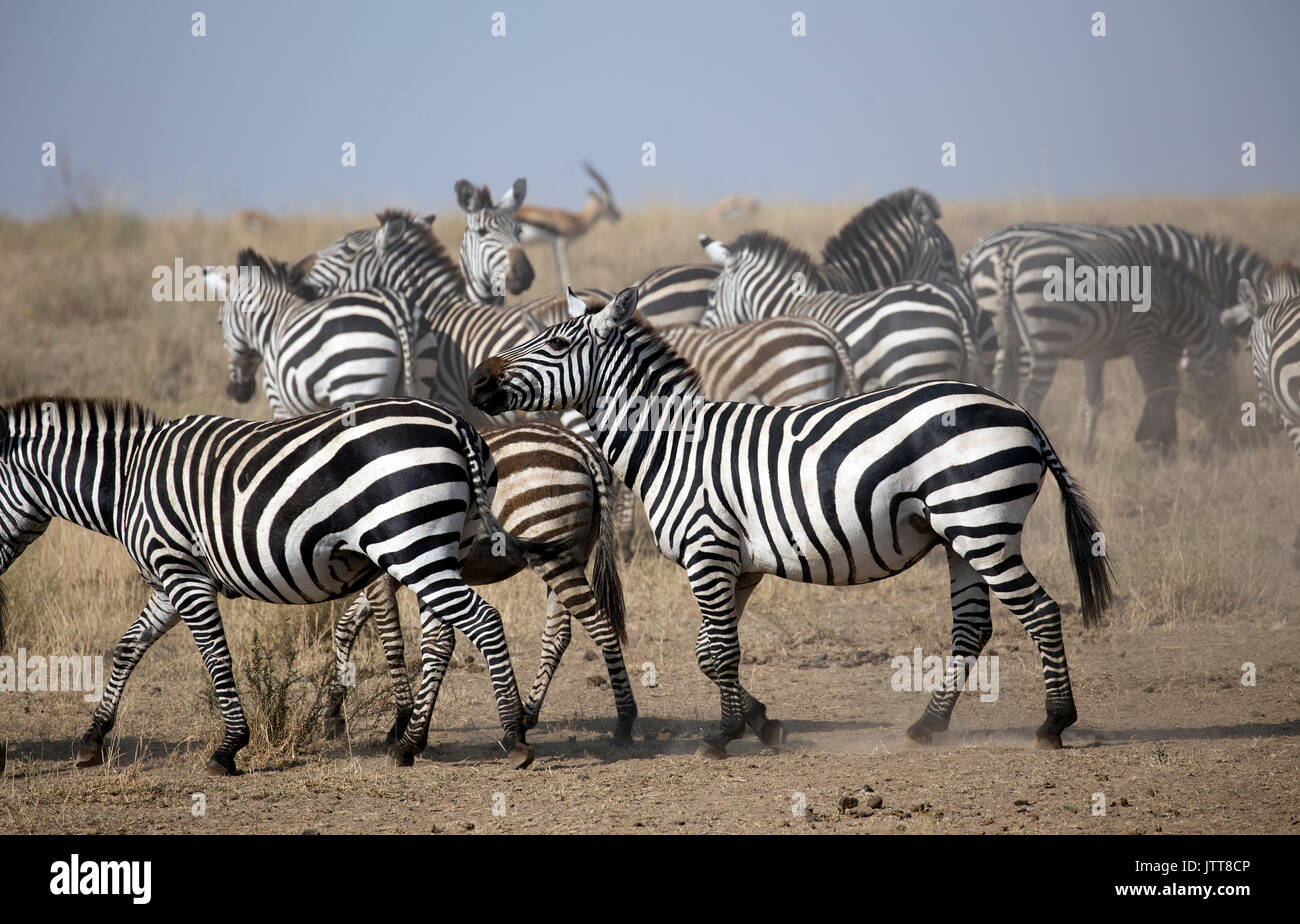 Group of zebras Stock Photo Alamy