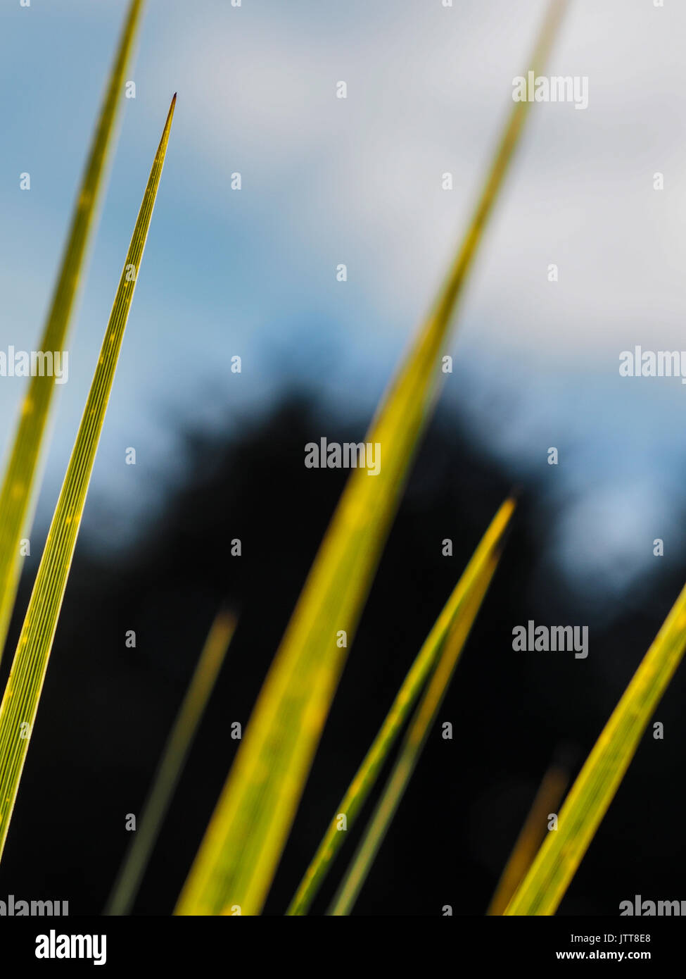 Cabbage tree leaves in New Zealand landscape. Early spring, a sunny day, patterns of green and yellow. Stock Photo