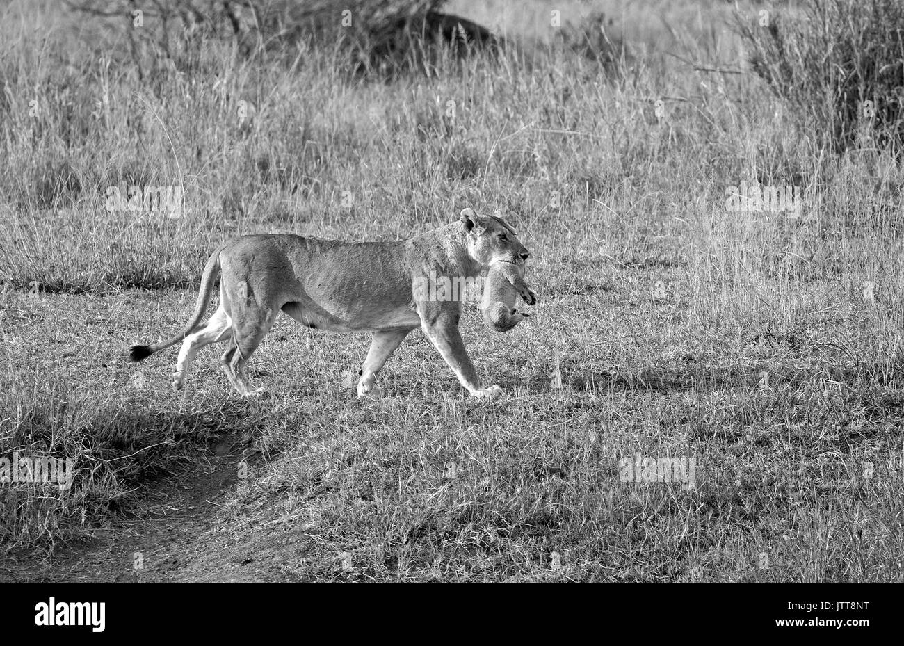 Wild lioness walking with little baby in her mouth, east Africa Stock Photo