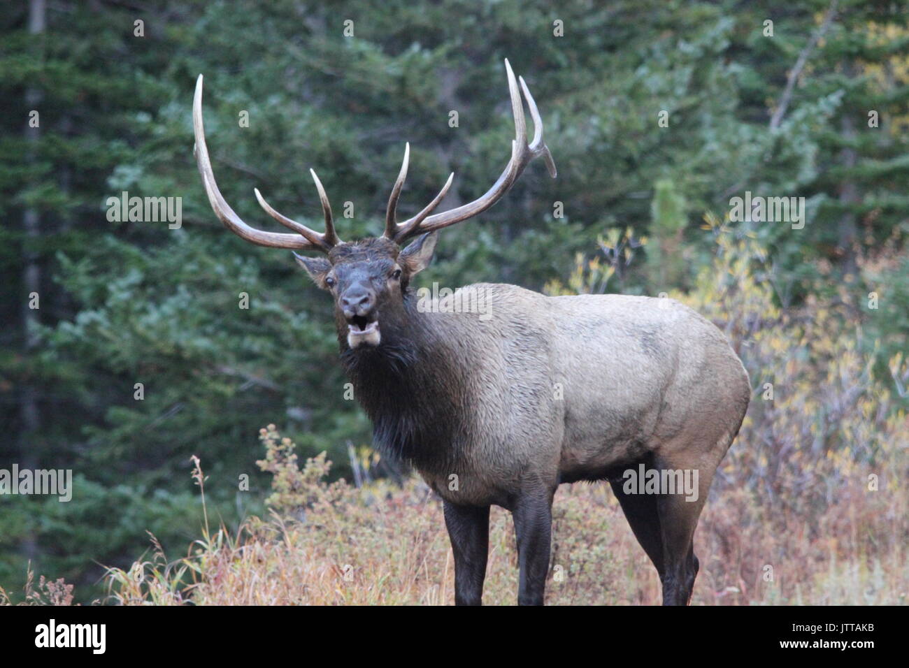 Elk bugle hires stock photography and images Alamy