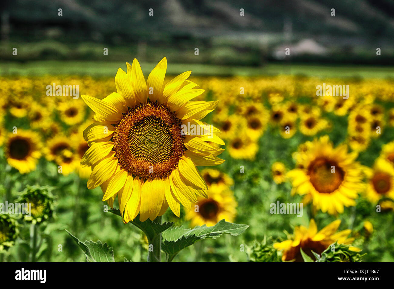 Sunflowers grown on Maui as a renewable energy source Stock Photo Alamy
