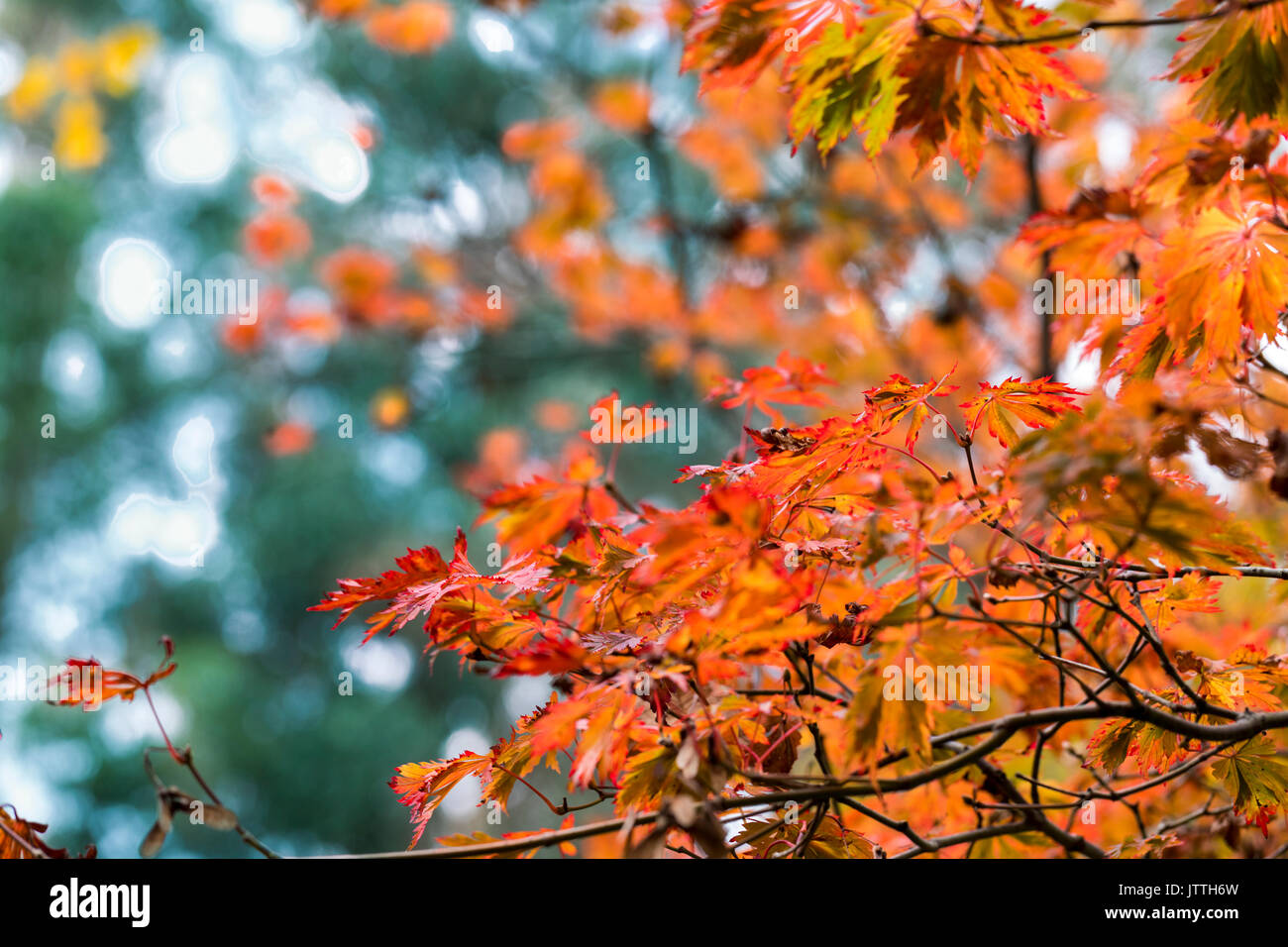 Yellow orange japanese maple hi-res stock photography and images - Alamy