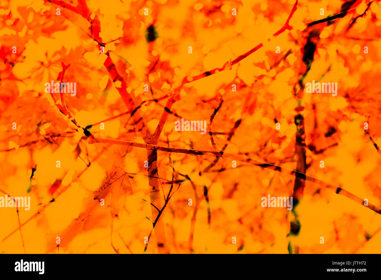 Fall Autumn Abstract Background Branches Leaves Red Orange Yellow Stock Photo Alamy