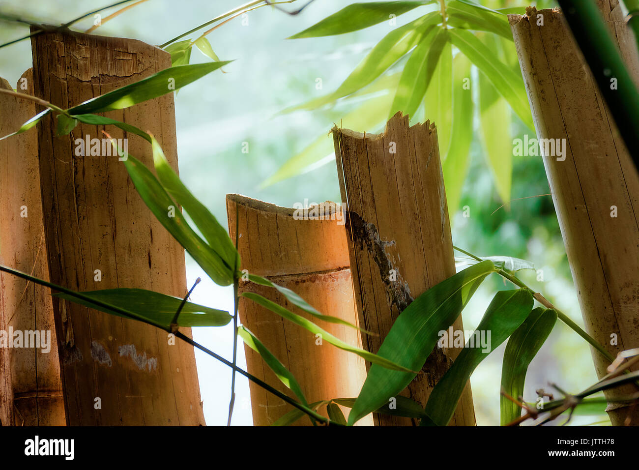 Closeup of cut dry bamboo and tender green bamboo leaves with blurred ...