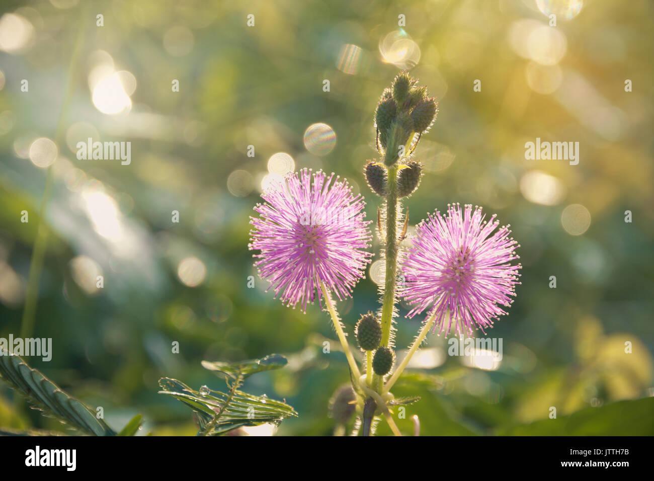 Closeup photo of a thistle wildflower in the field in thailand Stock Photo