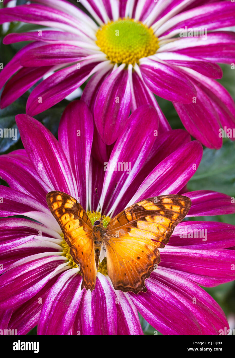 Vagrans egista macromalayana Butterfly on Red Mum Stock Photo