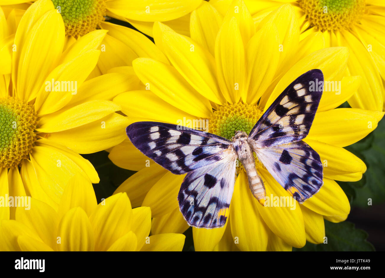 Dysphania transducta Butterfly on Yellow Chrysanthemum Stock Photo