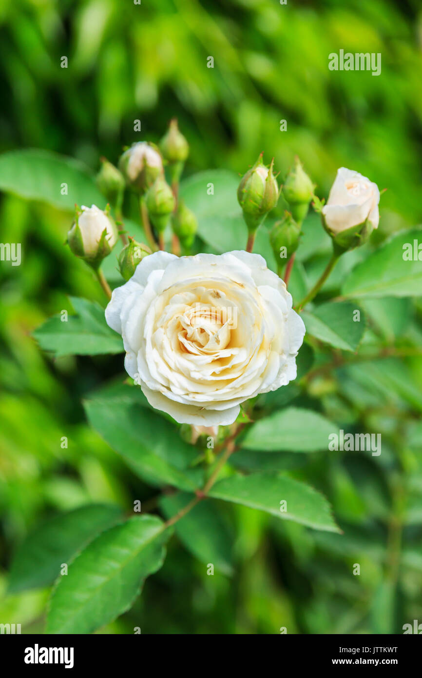 Swathe White Roses White Roses on a bush in a garden Stock Photo - Alamy