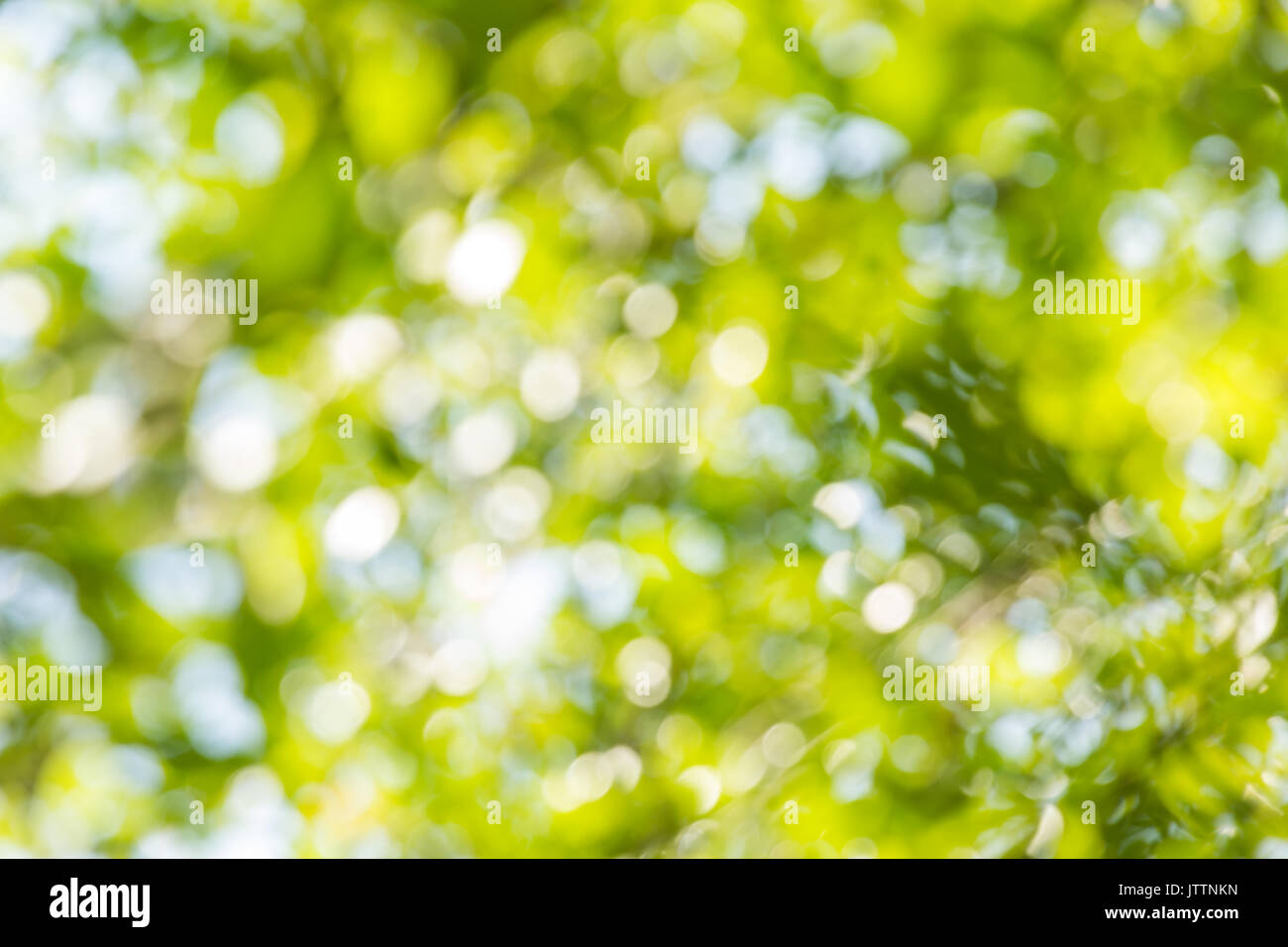 Abstract bokeh and blurred green nature background model is used to enter text. Stock Photo