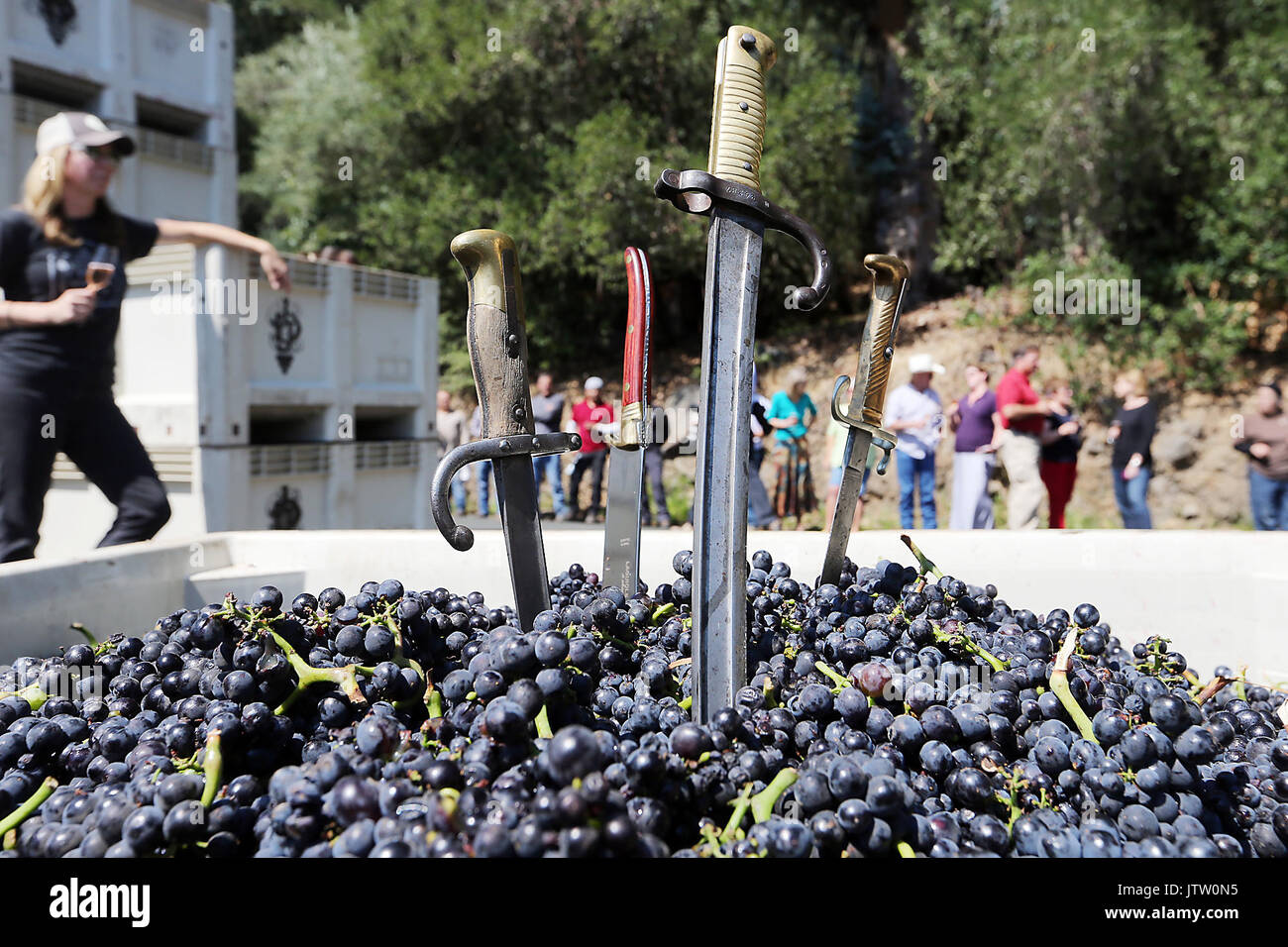 Calistoga, CA, USA. 8th Aug, 2017. Sabers that will be used to open