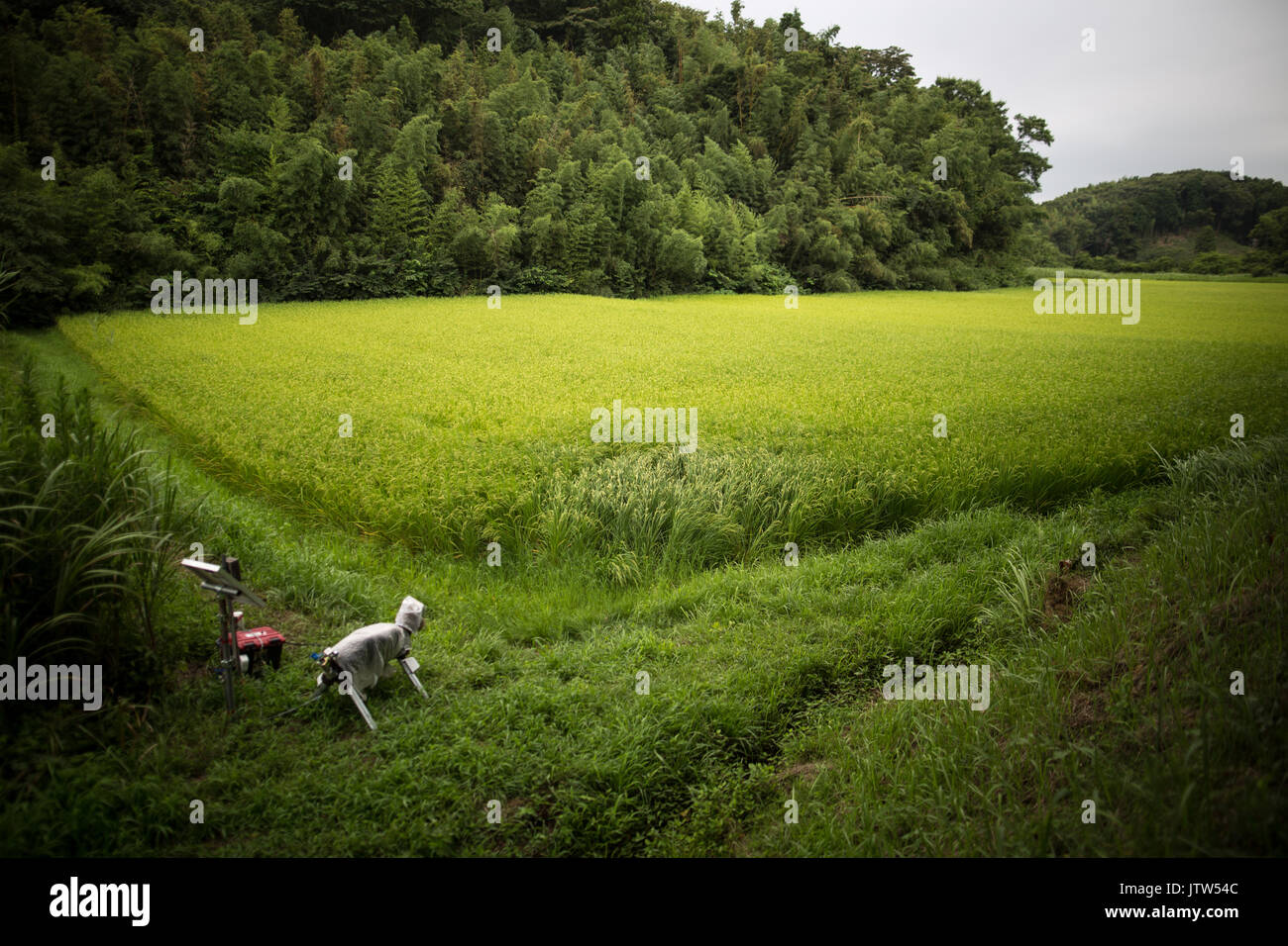 CHIBA, JAPAN - AUGUST 10: A robot named 'Super Monster Wolf' a solar powered robot designed to scare away wild animals from farmer crops is seen in the rice field in Kisarazu, southwestern Chiba Prefecture, Japan on August 10, 2017. Credit: Richard Atrero de Guzman/AFLO/Alamy Live News Stock Photo