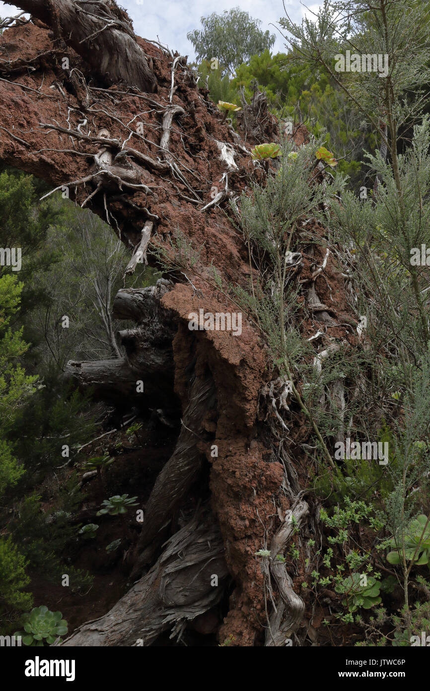 The overturned roots with earth of a big Laurisilva tree in the Anaga park in Tenerife, Spain Stock Photo