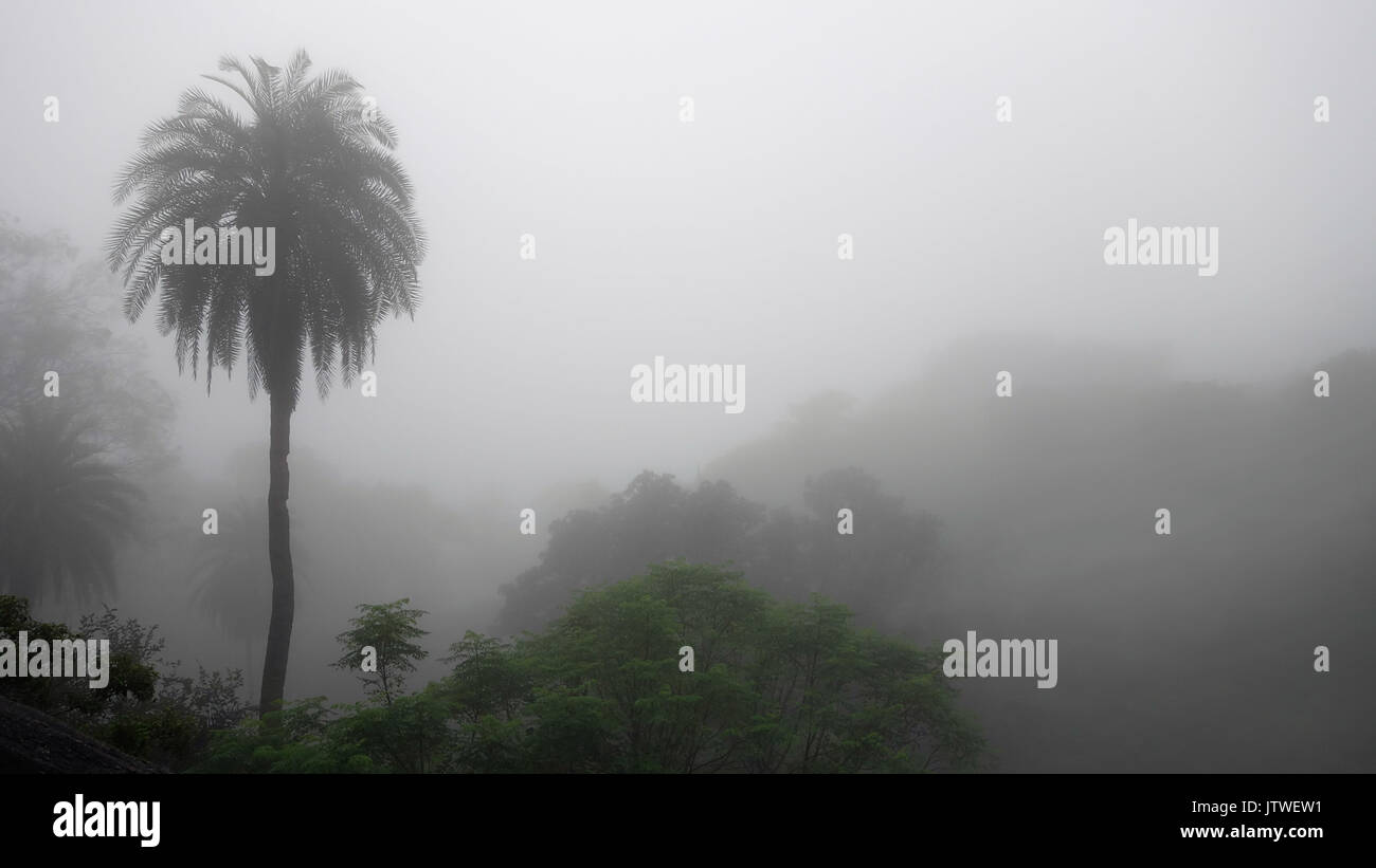 Landscape of foggy day showing a coconut tree with other blurred trees in background at Mount Abu, Rajasthan, India during monsoon Stock Photo