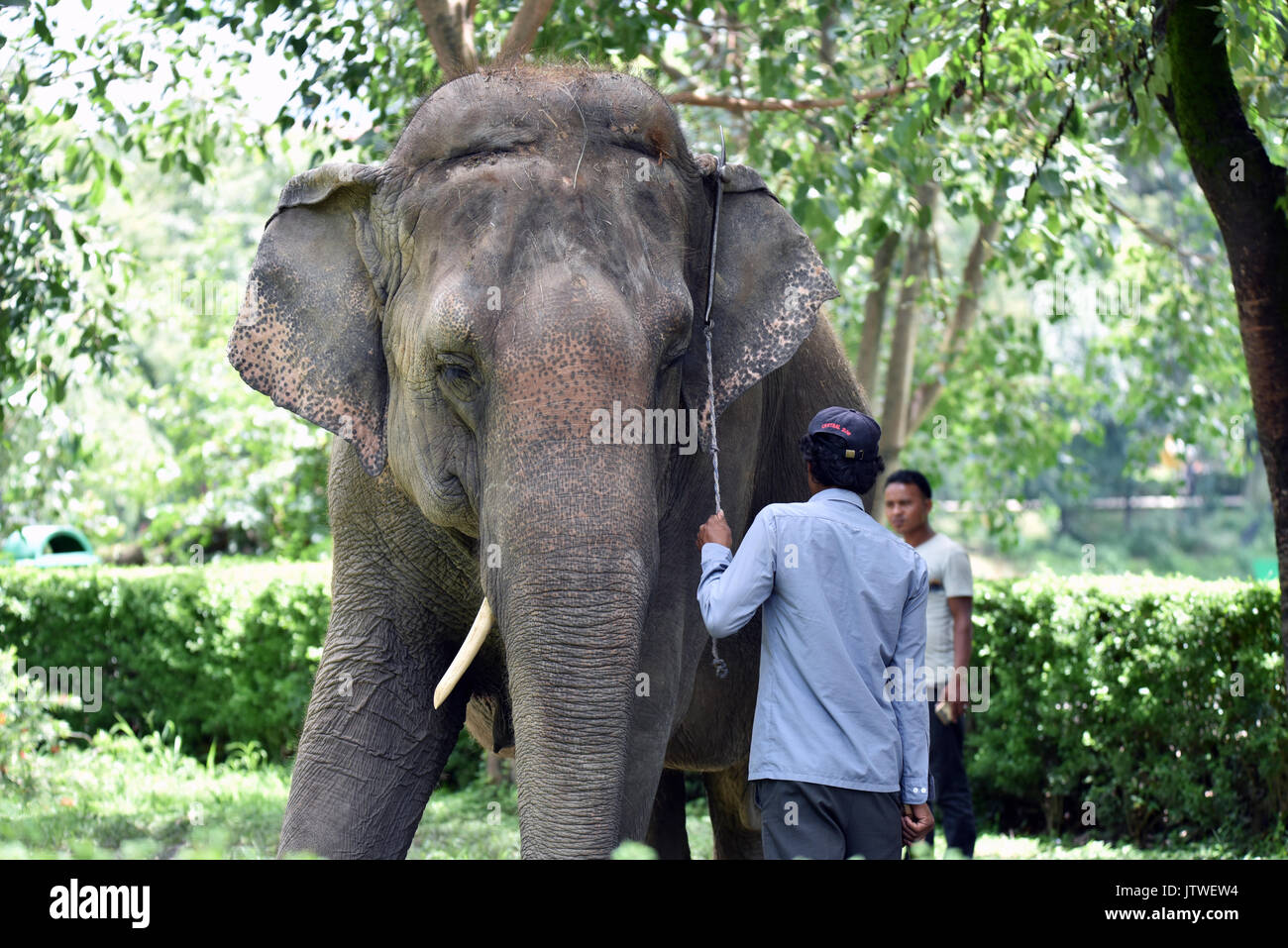 Asian old Elephant with it's mahout Stock Photo