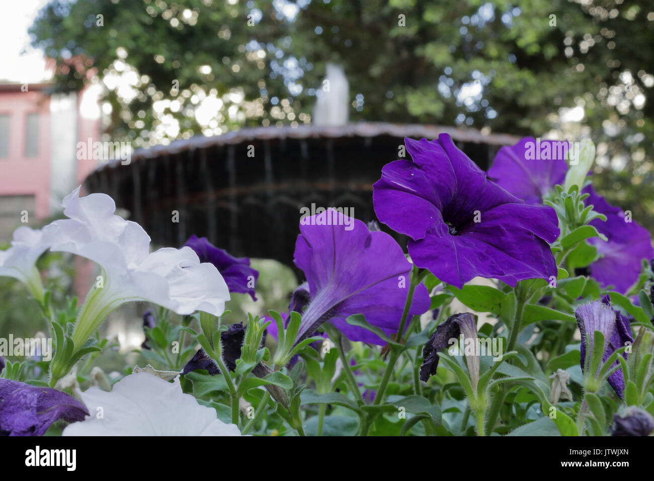 White and violet flowers with a round fountain with falling water on the background, in Plaza del Principe park, in Tenerife Stock Photo